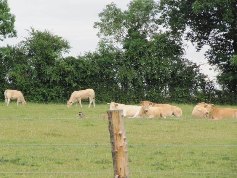 HLONOR061FS00093 G570 182ac280790443d391a4172bb1cf0310