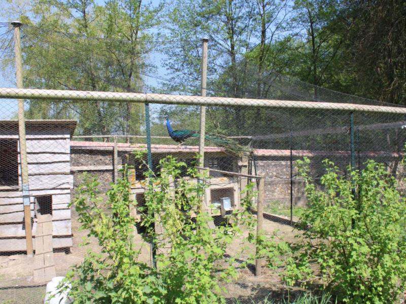 HLONOR061V506RA5 G803 6ee73892bc8c45428802506eb34b3c93