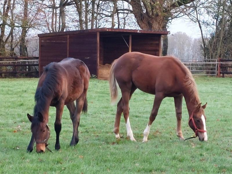 HLONOR061V50ECIO G988 0a53823ae5374684846eedbbec459500