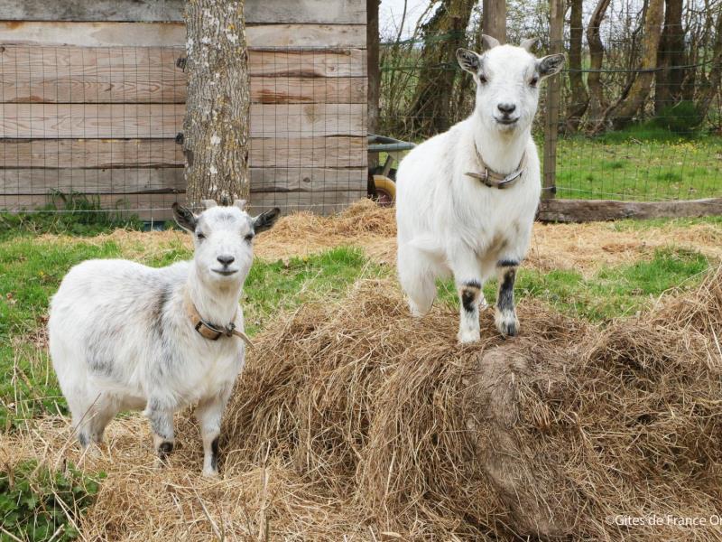 HLONOR061V50ECIO G988 b6ef709112c941deb641e3c20c5c8770