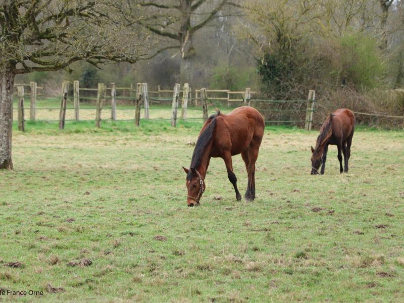 HLONOR061V50ECIO G988 d98b3869fb8349c2aa1d852296fa4f73