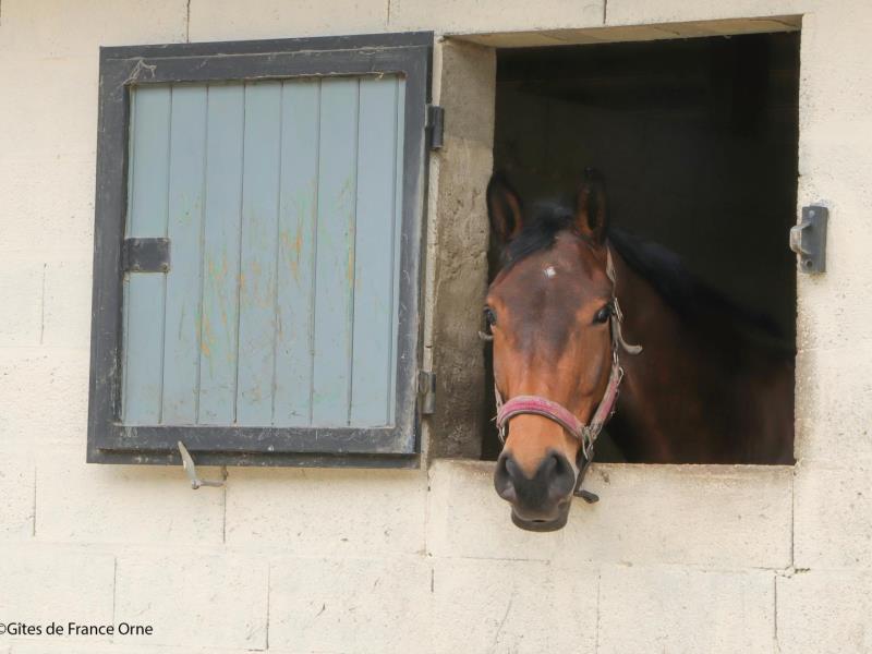 HLONOR061V50ECIO G988 dea5cfbe3bd940a191556ef58e239079