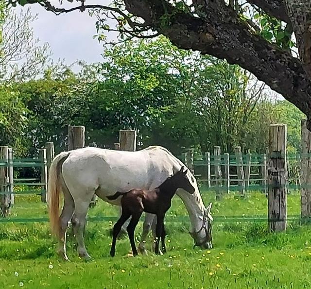 HLONOR061V50ECIO G988 f80d093ab7fd47fabb58de8fec1a02cf