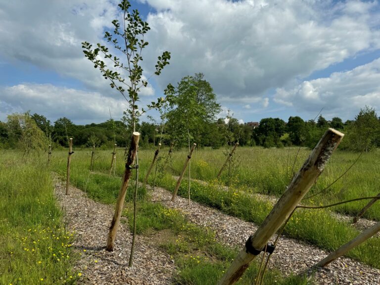 Plantations de haies bocagères : la collectivité poursuit son engagement en faveur du bocage